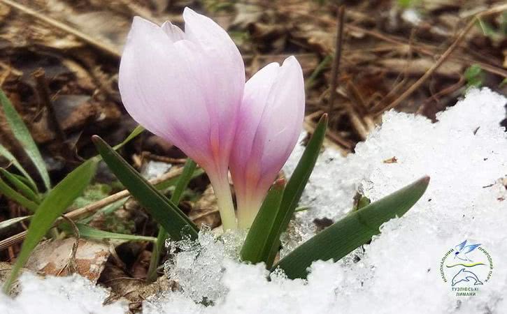 Весна скоро: в Одесской области зацвели первоцветы (фото)