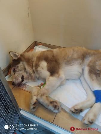 Одесская волонтер рассказала о состоянии пса, которого изувечил житель Холодной Балки