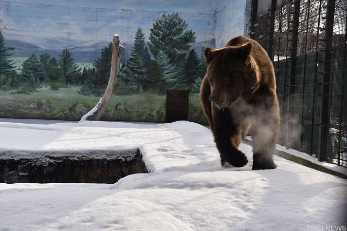 Самый романтичный медведь одесского зоопарка вышел из зимней спячки