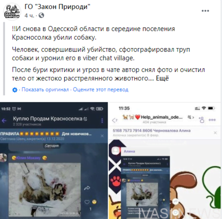 Пока в Одессе выхаживают жестоко избитую хаски, в Одесской области застрелили собаку той же породы