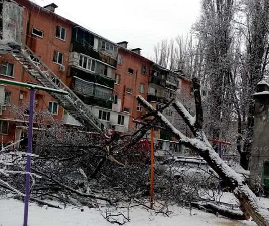 У Одесского горсовета нет денег на аварийную обрезку деревьев