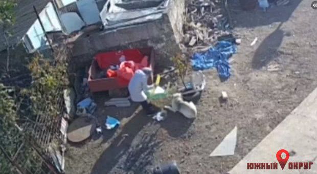 В Южном волонтеры спасли собаку, которая подвергалась физическому насилию со стороны хозяйки (фото, видео)