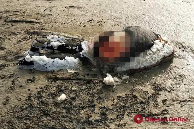 В Одесской области на берегу лимана нашли объеденный шакалами труп женщины