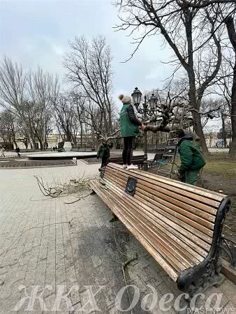 Одесский «Горзелентрест» начал весеннюю обрезку деревьев