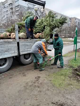 Весной в Одессе высадили 242 вечнозеленых дерева