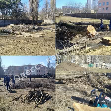 На территории одесской школы спилили несколько десятков деревьев