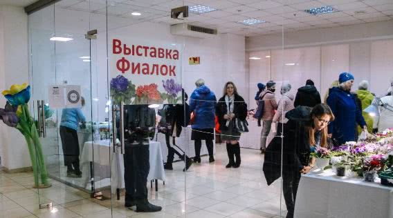 В Одессе проходит весенняя выставка фиалок