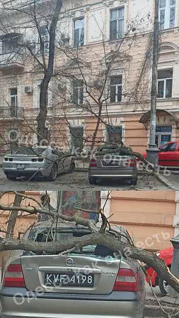 В Одесі на автівку впало дерево