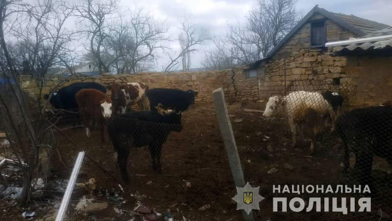 В Одеській області копи оштрафували фермера, який тримав корів на морозі