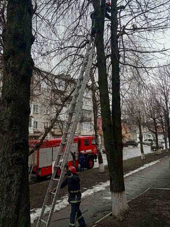 Март на дворе: в Одесской области спасали застрявших на высоте котов