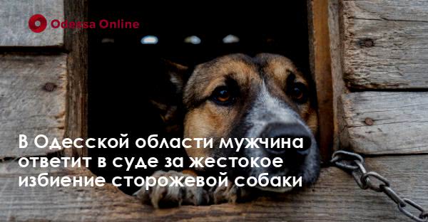 В Одесской области мужчина ответит в суде за жестокое избиение сторожевой собаки