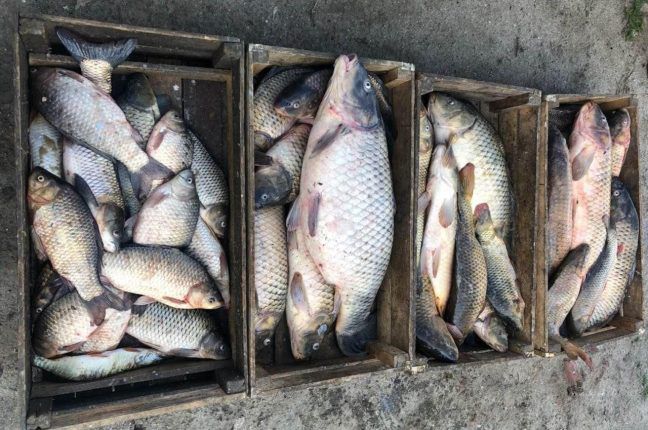 Добыча рыбы в Одесской области за 2020 год сократилась на треть