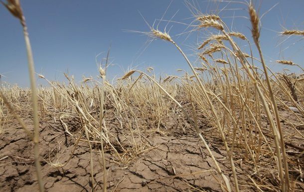 Одесская область: прошлогодний урожай зерновых оказался худшим за 8 лет