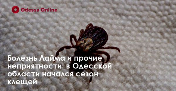 Болезнь Лайма и прочие неприятности: в Одесской области начался сезон клещей
