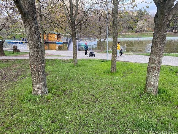 В одесском парке Победы неизвестные уничтожают деревья, накачивая их солидолом (видео)