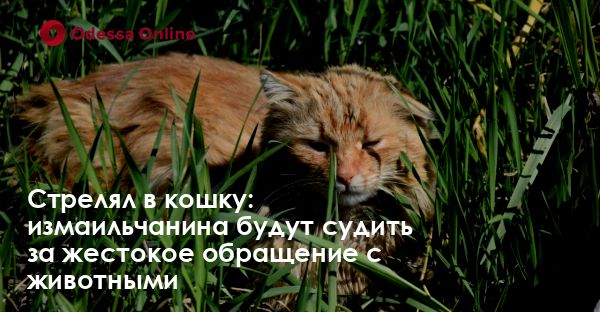 Стрелял в кошку: измаильчанина будут судить за жестокое обращение с животными