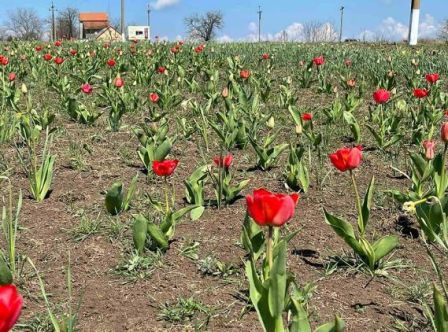 В Одесской области расцвело тюльпановое поле