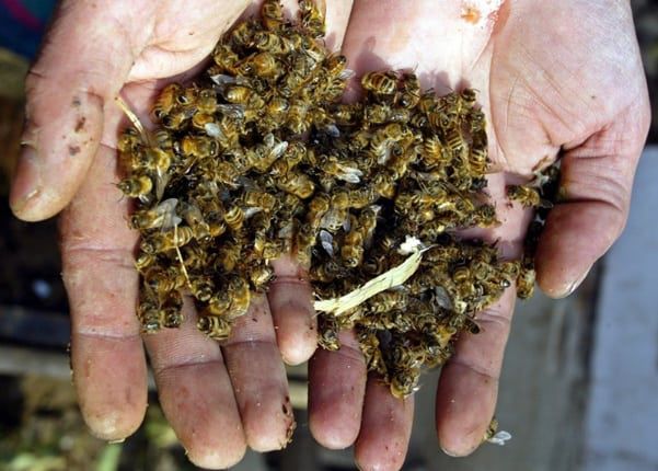 В Южном озаботились массовой гибелью пчёл