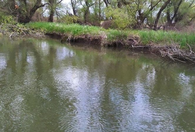В Одесской области может подорожать речная рыба