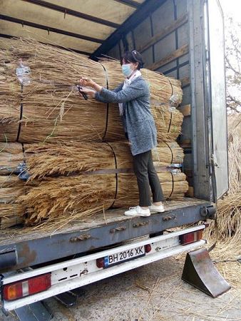 Камыш из Белгород-Днестровского района экспортируют в страны ЕС