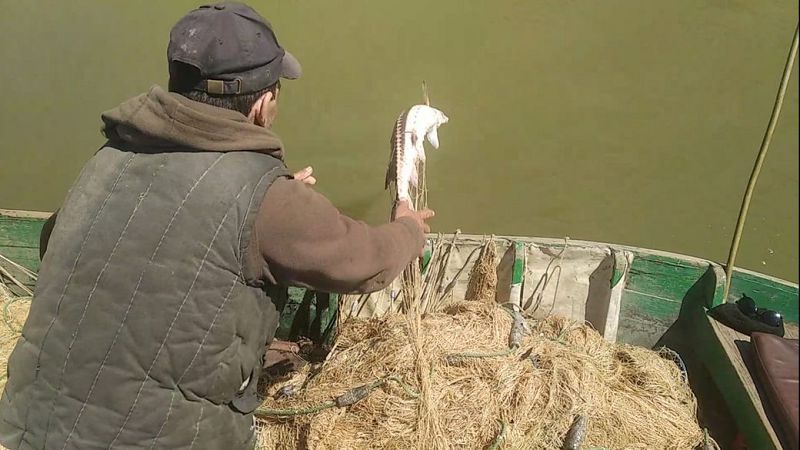 В Одеській області затримали браконьєрів із червонокнижною севрюгою – ДПСУ