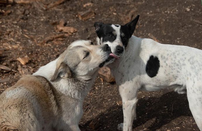 В Одесской области живодер «ради развлечения» расстрелял двух собак