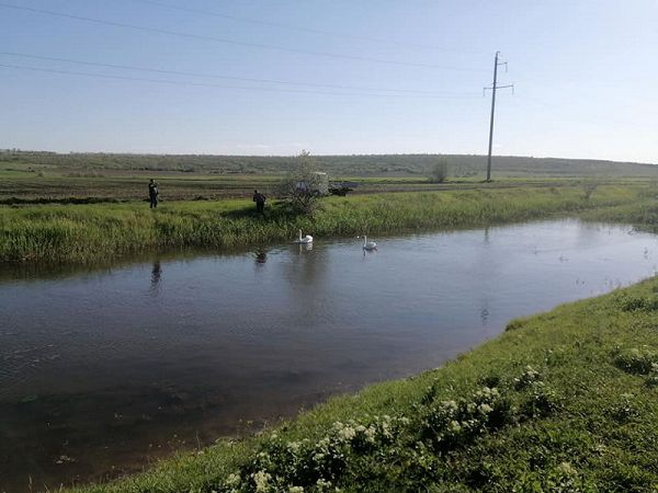 В Болградском районе люди спасли от варвара птенцов лебедей (видео)