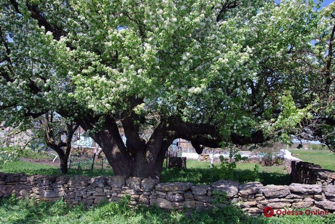 В Одесской области зацвела самая старая груша в Украине
