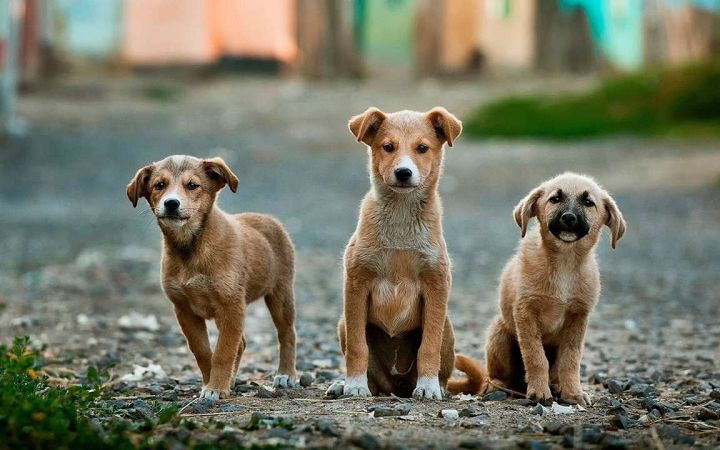 У Білгород-Дністровському шкуродер стріляв по собаках «заради розваги»