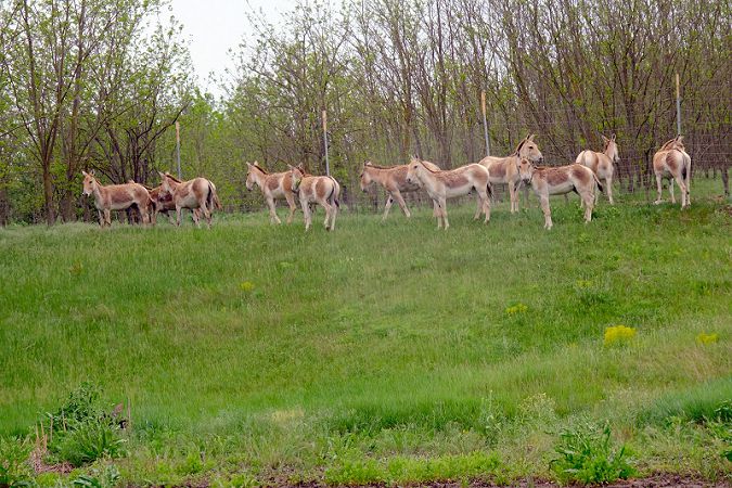 На юге Одесской области восстанавливают дикие степи