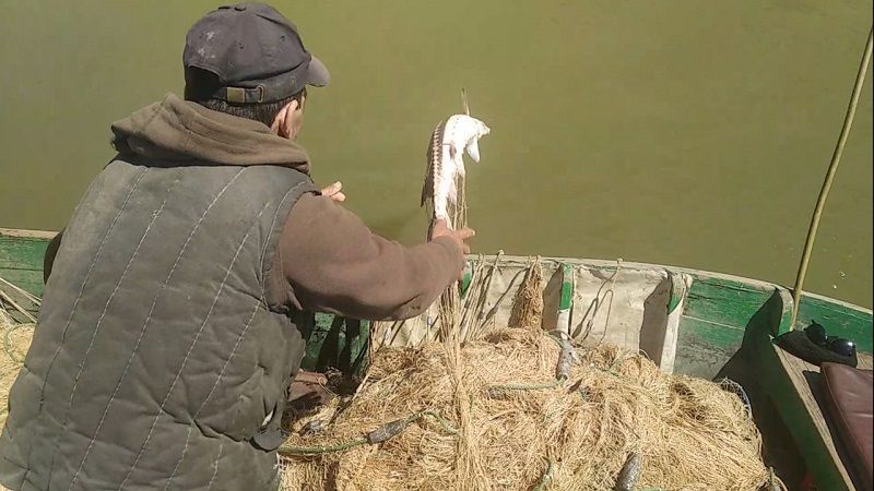 Измаильские пограничники поймали двух браконьеров на вылове краснокнижной севрюги на Дунае