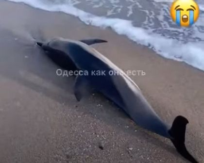 На пляже в Одесской области обнаружили мертвого дельфина