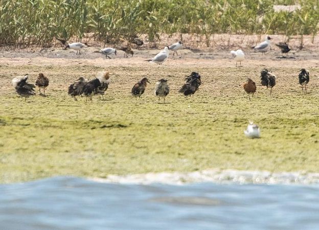 На юг Одесской области прилетели гости из тундры