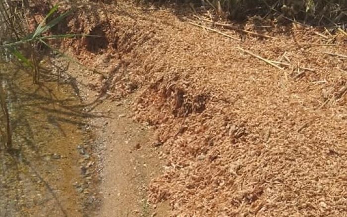 На Хаджибейском лимане обнаружили след экологического бедствия