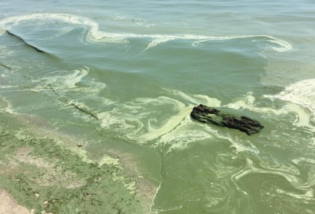 В Одессе «зацвело» море – купание временно запрещено