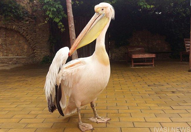 На базе отдыха в Одесской области живет краснокнижный пеликан