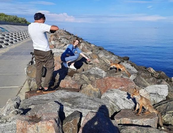 В Фонтанке на пляже замечены четверолапые отдыхающие (фото)