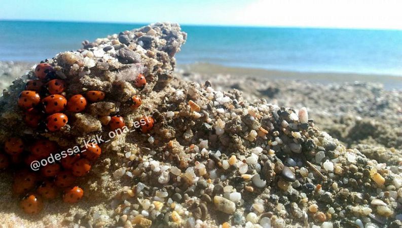 «Такие кусачие»: туристы жалуются на нашествие божьих коровок на курорте под Одессой