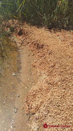 На берег Хаджибейского лимана выбросило тысячи мертвых креветок (фото)
