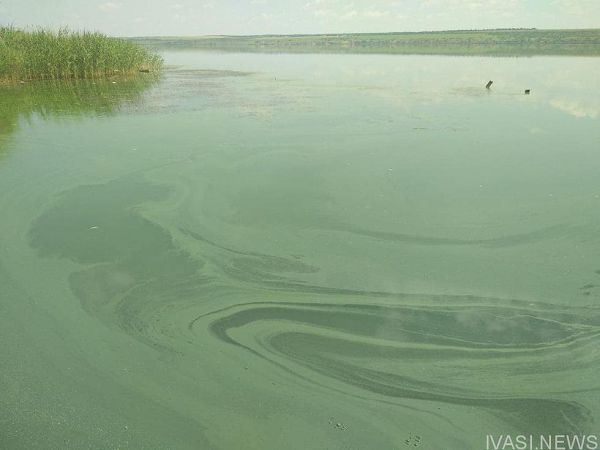 На Хаджибейском лимане массово гибнет рыба