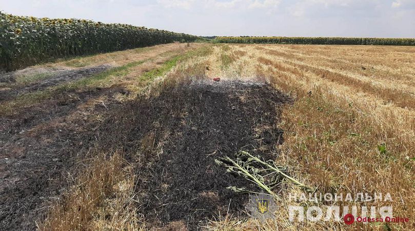 В Одесской области подожгли пшеничное поле — полиция открыла уголовное производство (фото, видео)