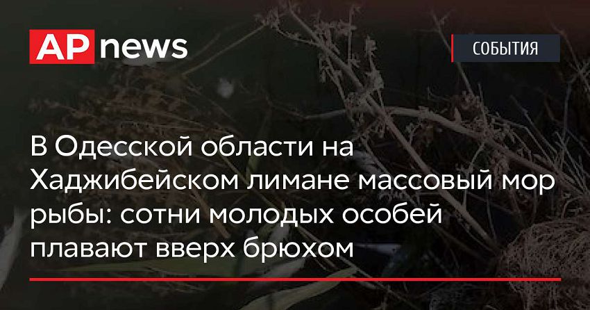 В Одесской области на Хаджибейском лимане массовый мор рыбы: сотни молодых особей плавают вверх брюхом