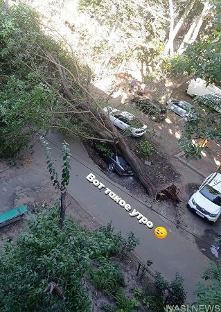 На Черемушках старое дерево повредило две машины