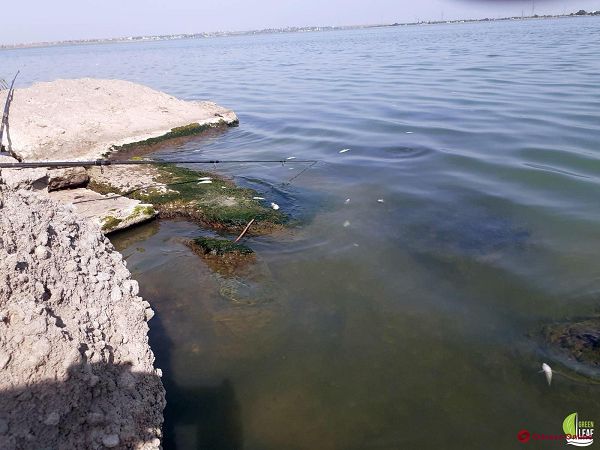 Из-за бурного цветения водорослей на Хаджибейском лимане произошел массовый мор рыбы