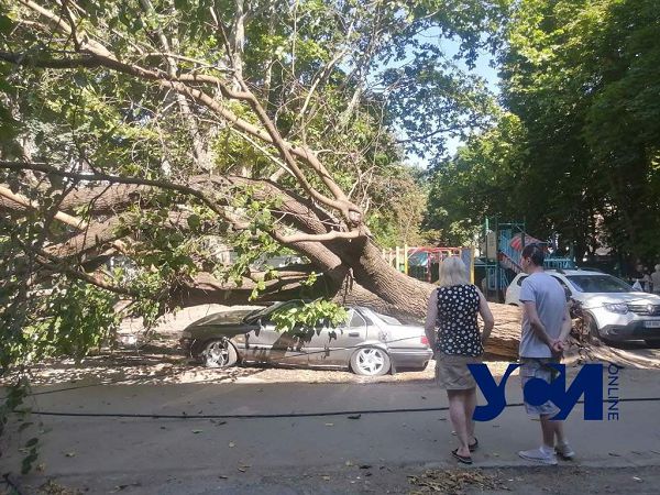 Одеса Дерева впали 15.07.2021 Івана та Юрія Лип пошкодили авто деревопад