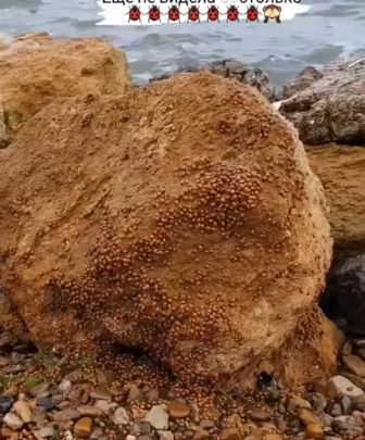 В Одесской области отдыхающие жалуются на обилие кусачих насекомых