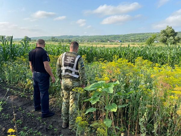 Росло серед кукурудзи: в Одеській області у пенсіонерки виявили 330 кущів наркотичного маку