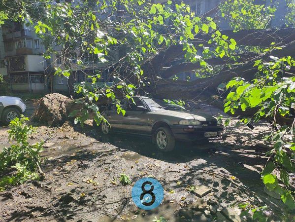 В Одесі впало велике дерево та знищило кілька авто: фото