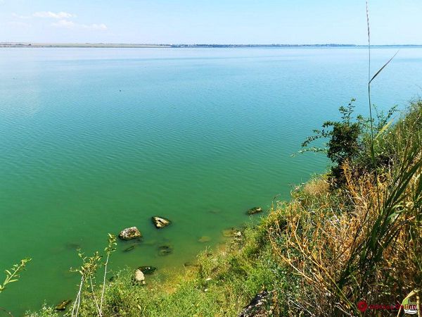 Из-за бурного цветения водорослей на Хаджибейском лимане произошел массовый мор рыбы