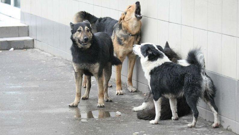 Белгород-Днестровских собак и котов будут отлавливать и возить в Одессу